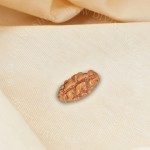 Natural 1 Face/Mukhi Rudraksha - Indonesian