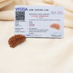 Natural 1 Face/Mukhi Rudraksha - Nepali