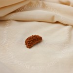 Natural 1 Face/Mukhi Rudraksha - Nepali