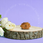 Natural 19 Face/Mukhi Rudraksha - Nepali