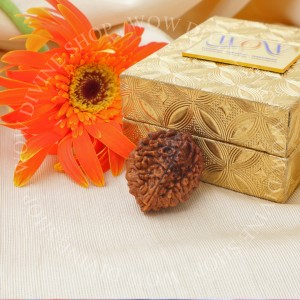 Natural 2 Mukhi/Face Rudraksha,
