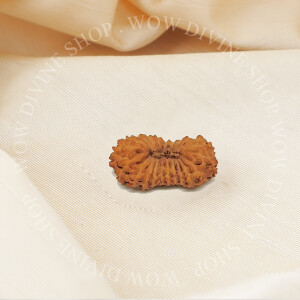 Natural 21 Face/Mukhi Rudraksha - Nepali