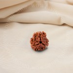Natural 3 Mukhi Rudraksha - Nepali