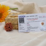 Natural 3 Mukhi Rudraksha - Nepali