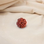 Natural 4 Mukhi Rudraksha - Nepali