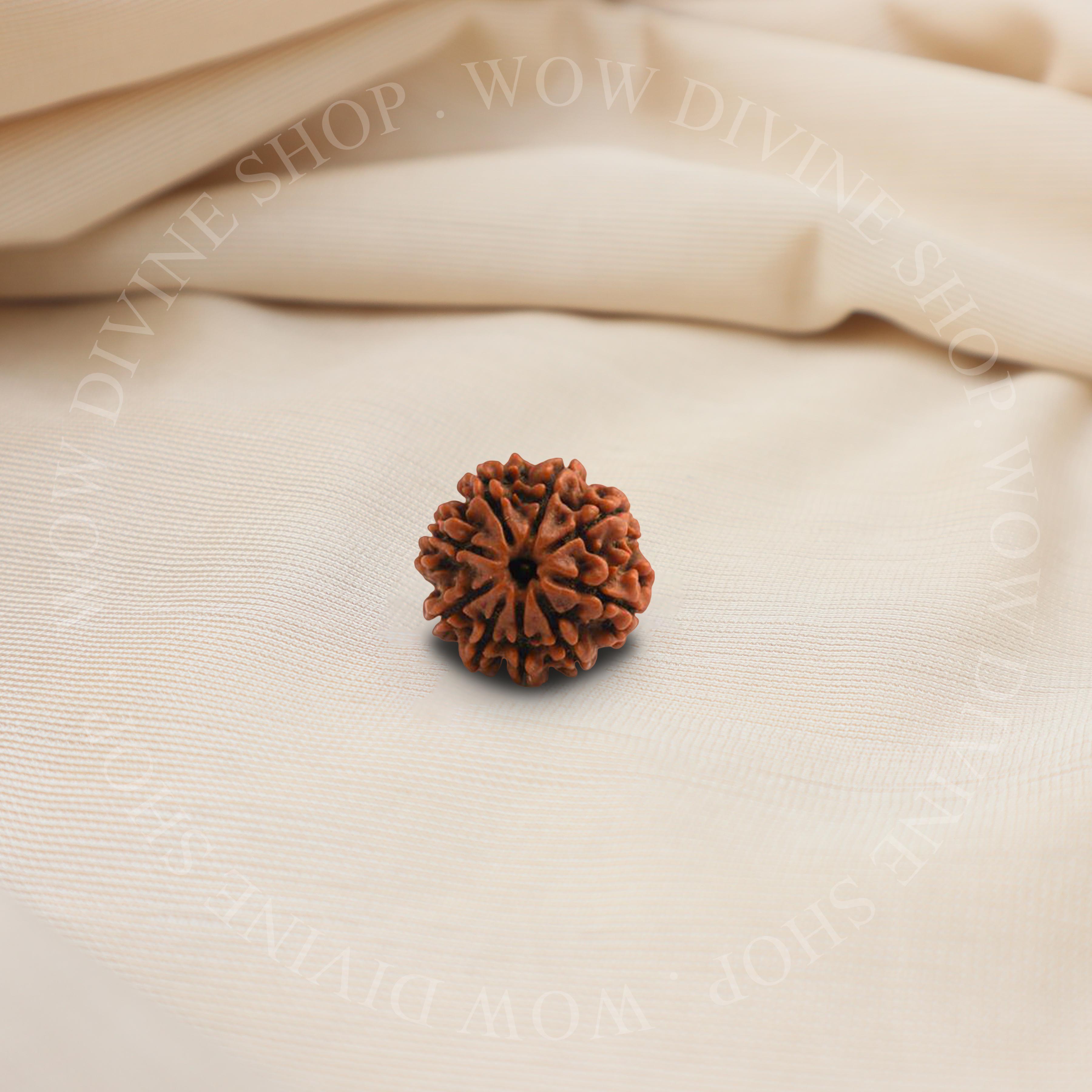 Natural 7 Mukhi Rudraksha - Nepali