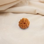 Natural 9 Mukhi Rudraksha - Nepali
