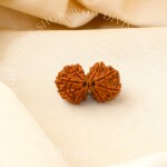 Natural Gauri Shankar Rudraksha