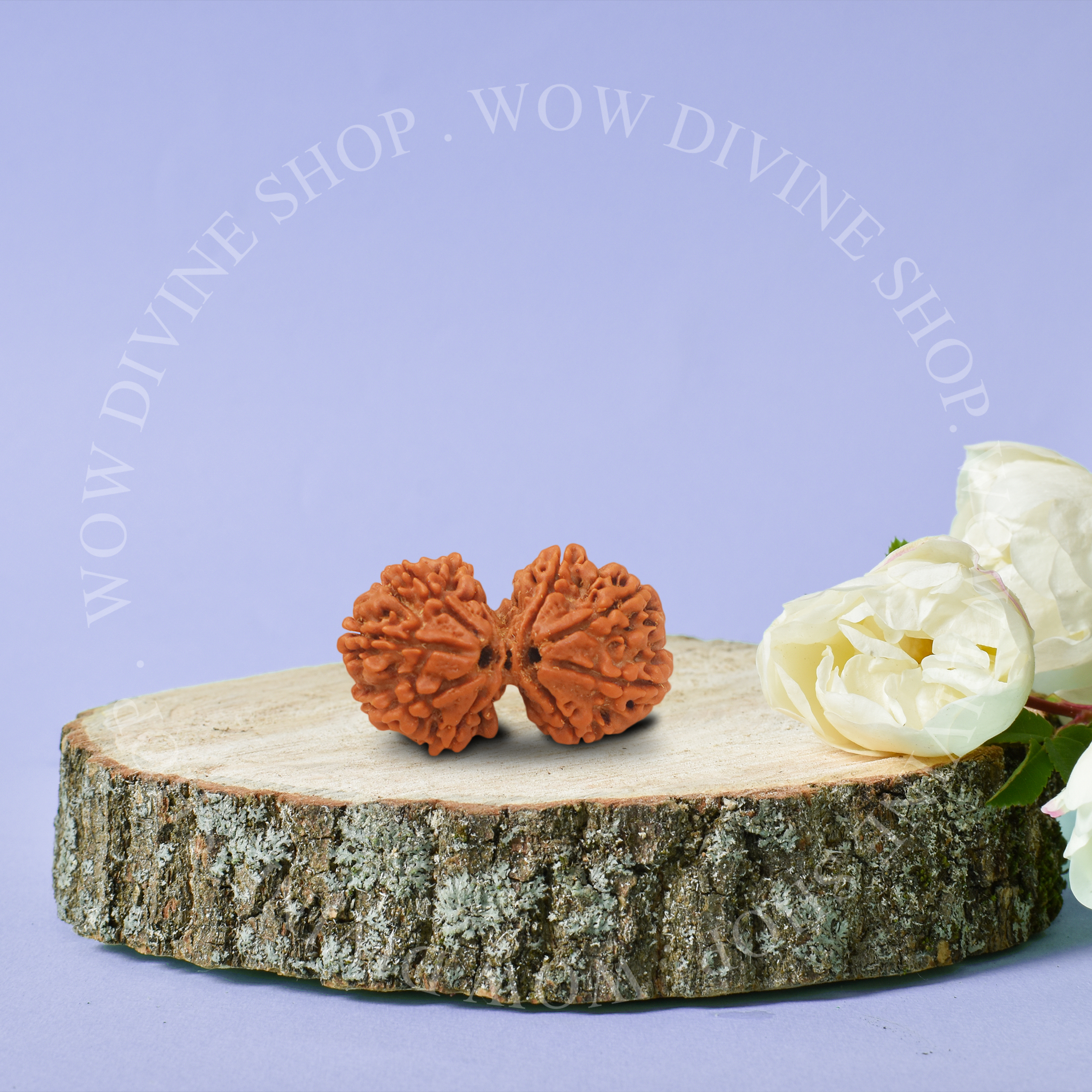 Natural Gauri Shankar Rudraksha